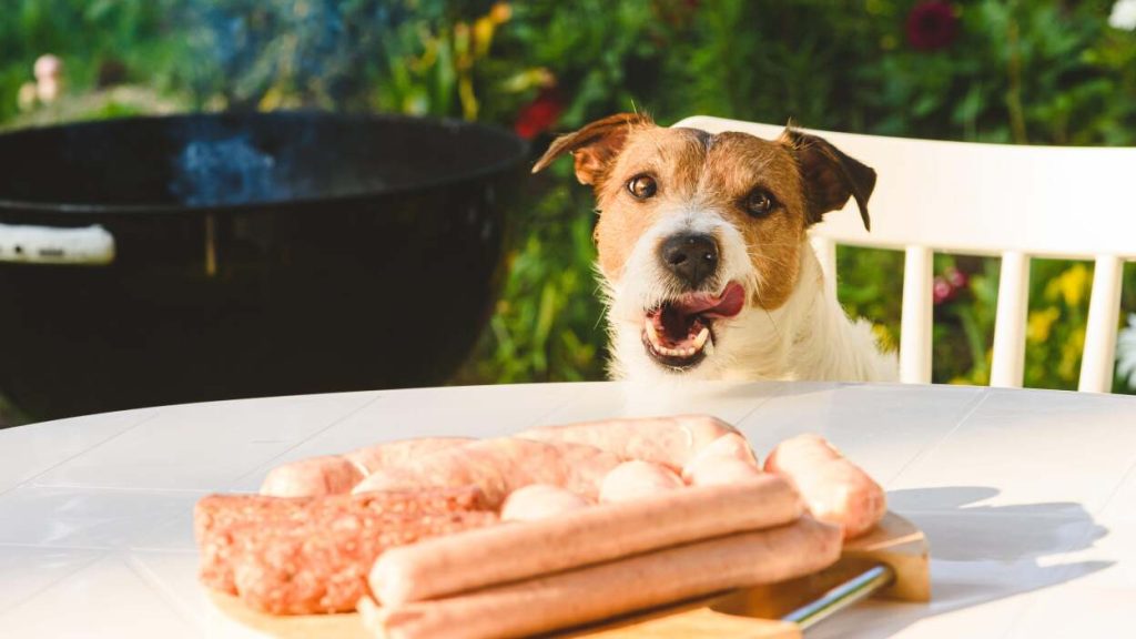 Can I Feed My Dog Hot Dogs