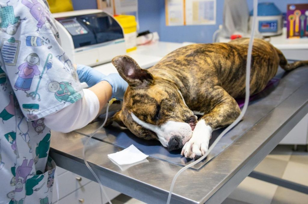 Can Dogs Anal Glands Be Removed