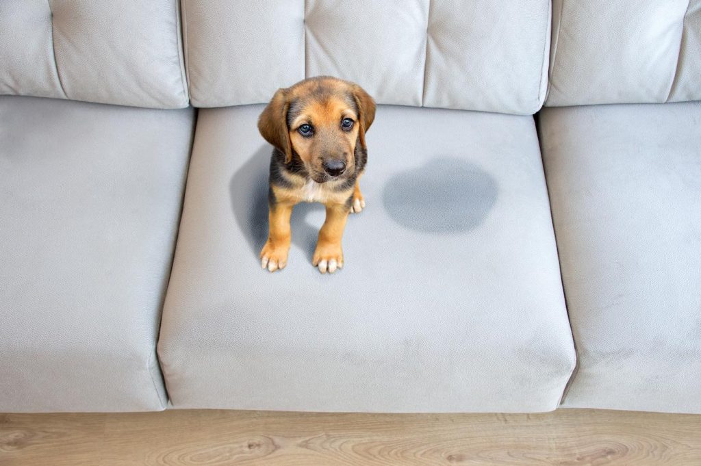 How to Get Dog Pee Off the Couch