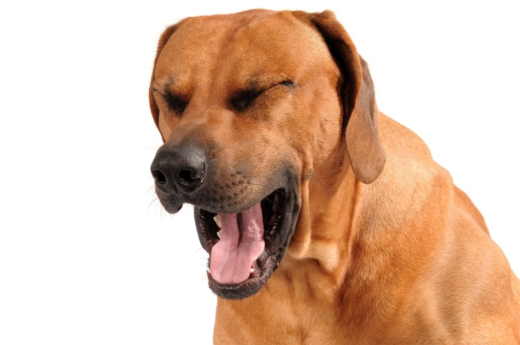 Do Dogs Cough With Allergies