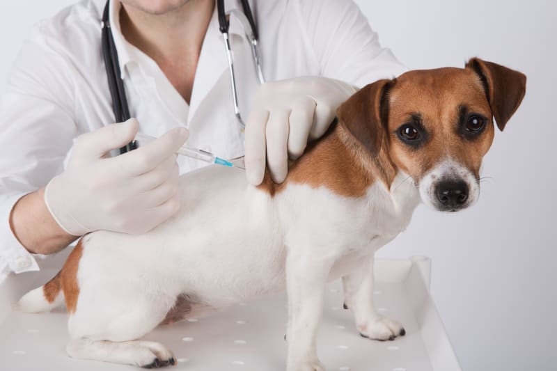 How Often Should My Dog Get a Rabies Shot