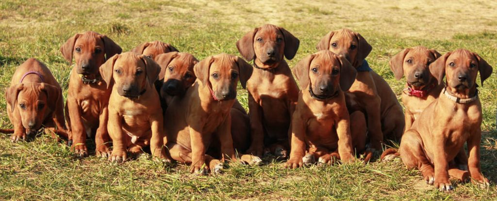 How to Choose a Puppy from a Litter