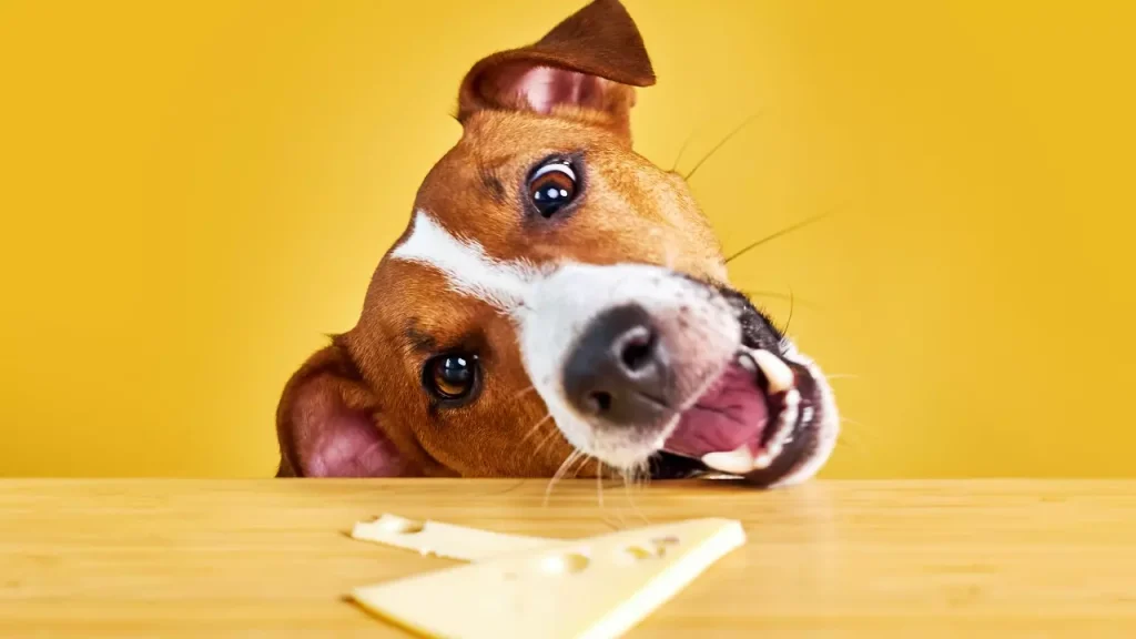 Cheese Names For Dogs