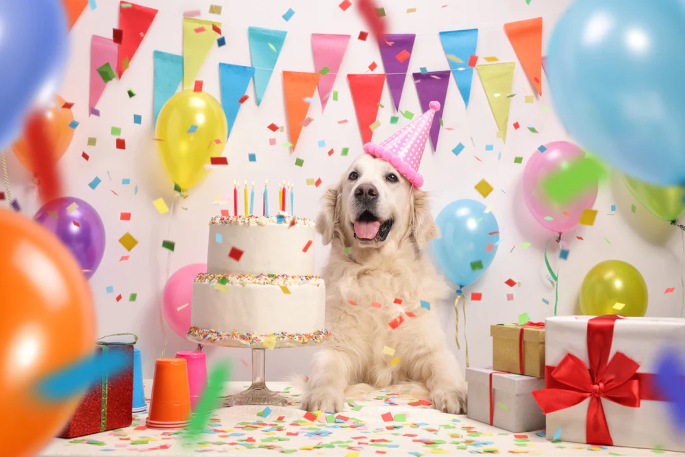 **Dog First Birthday Ideas**
So your pup’s turning one, and you’re lowkey more excited than anyone else in the house. And honestly? You should be. Making it through the first year is no joke—between potty training, teething, chewed-up shoes, and figuring out what food doesn’t upset their belly, it’s been a wild ride.
Now it’s time to celebrate. But not with just any random day at the park. This is your dog’s *first* birthday. And whether you’re going big or keeping it chill, there are loads of fun, safe, and dog-approved ways to throw a mini paw-ty they’ll actually enjoy.
### Bake A Dog-Friendly Birthday Cake Or Treat
Let’s start with the good stuff. Food. Because what’s a birthday without a proper treat?
You don’t need to be a pro baker to whip something up. A simple combo of mashed bananas, peanut butter (make sure it’s xylitol-free), oat flour, and a little plain yogurt can turn into a cake your dog will inhale in seconds. Add a few blueberries or dog biscuits on top and boom—Pinterest-worthy in under 30 minutes.
Not into baking? No worries. Plenty of pet stores sell ready-made birthday cupcakes and cookies made just for dogs. And honestly, your pup won’t care if it’s homemade or store-bought as long as it smells like peanut butter.
### Pick A Theme And Keep Decorations Dog-Safe
If you’re into party planning, this is your moment. Think paw prints, bone-shaped balloons, or a “barkday” banner across the backyard fence. Keep it simple, but cute. Some people even go full costume party with doggie bandanas, birthday hats, or tutus—whatever floats your boat.
Just make sure the decorations are pet-friendly. No small plastic pieces, stringy stuff they can chew off, or anything that might scare them if it pops or flaps in the wind. And always skip confetti unless you want to be vacuuming for a week.
Bonus tip? Lay down a blanket or mat in a shaded corner with water and toys so your pup has a place to chill if the excitement gets a little much.
### Throw A Paw-Ty With Other Dog Friends
If your dog’s the social type, invite a few furry friends over for a backyard get-together. Keep it small, so it doesn’t turn into a chaotic barkfest. Three to five dogs is usually the sweet spot. Especially if they already know each other.
Set up a mini play zone with toys, splash pools, and space to run around. You can even organize simple games like fetch relays or “who can sit the fastest” for treats. Trust me, the humans will get a kick out of it too.
And if some guests are bringing their own dogs, let them know in advance to bring leashes, poop bags, and a heads-up if their pup doesn’t like sharing toys.
### Get Them A Gift They’ll Actually Use
Every birthday needs a present, right? And no, your dog doesn’t need a diamond-studded collar or anything fancy off social media. Think practical but fun.
New squeaky toys, puzzle feeders, a cozy blanket, or even a new harness or leash if their old one’s getting snug. You could also grab them a snuffle mat or lick mat—stuff that keeps them entertained while giving you five minutes of peace.
Some folks make little doggie goodie bags too. A tennis ball, a chew stick, and a little tag with the dog’s name? Easy win.
### Plan A Simple Outing If Parties Aren’t Your Dog’s Thing
Not all dogs love loud noises and groups. If your pup’s more lowkey, skip the party and plan a solo celebration. A special trip to their favorite dog-friendly café, a long walk somewhere new, or just a treat-stuffed toy and extra belly rubs on the couch.
One friend of mine took her anxious pup to a quiet creek trail for his birthday. He got to splash around, roll in the mud, and snack on apple slices after. No hats, no fuss—just a dog doing dog things. And he was zonked out happy by dinner time.
At the end of the day, it’s all about what your dog enjoys most.
### Make It Instagram-Worthy (Or Just Memory-Worthy)
Photos are a must. Even if you’re not posting them online, you’ll want to look back one day and laugh at how small (or messy) your dog was at one year old.
Set up a simple photo spot with good lighting, maybe add a “1” balloon or a birthday crown, and snap away. Catch them mid-lick, mid-zoomie, or passed out after all the fun. That’s the good stuff.
Some people make a birthday scrapbook or just add the pics to a folder on their phone titled “My Entire Camera Roll.” You know the one.
### Keep It Safe, Chill, And Fun
The best parties are the ones where everyone, including the dog, stays happy and relaxed. That means watching for signs your pup’s getting overwhelmed, giving them breaks, and keeping fresh water nearby at all times.
Skip the loud music or shouting matches over cake. Keep food for humans out of dog reach, especially anything with chocolate, raisins, or alcohol. And if little kids are coming, teach them how to approach the birthday dog gently.
Because nothing kills the vibe faster than a stressy dog or a trip to the emergency vet.
---
First birthdays only come once, and it’s a sweet reminder of how far your dog’s come—from tiny tornado to mostly-behaved best mate. Whether you go all out or keep it simple, what matters most is making your pup feel loved and celebrated.
So what kind of party would your dog love most?