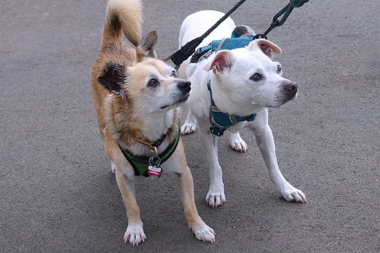 How to Walk 2 Dogs