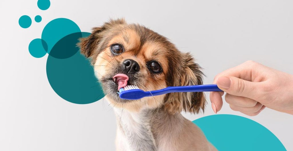 Can You Brush Dogs' Teeth With Coconut Oil