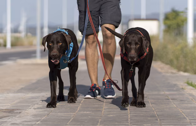 How to Walk 2 Dogs at Once