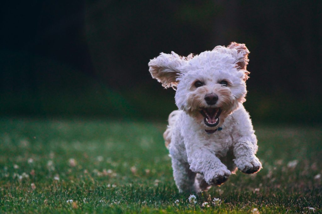Why Does My Puppy Run Away From Me