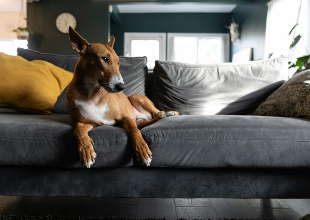 How to Keep Dog off Furniture