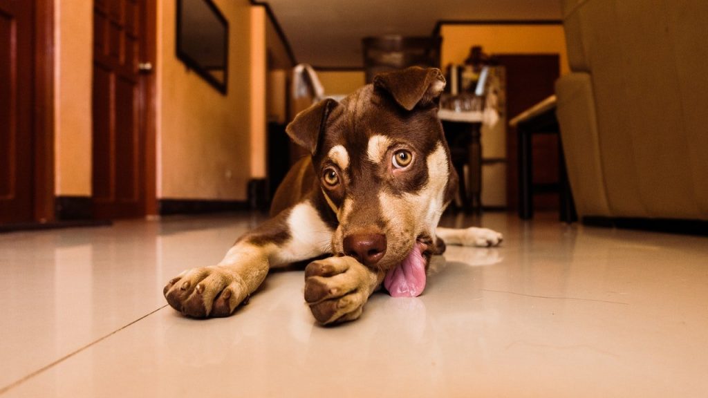 Dog Will Not Stop Licking Paws