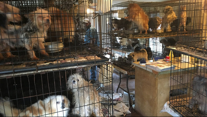 How to Spot a Puppy Mill
