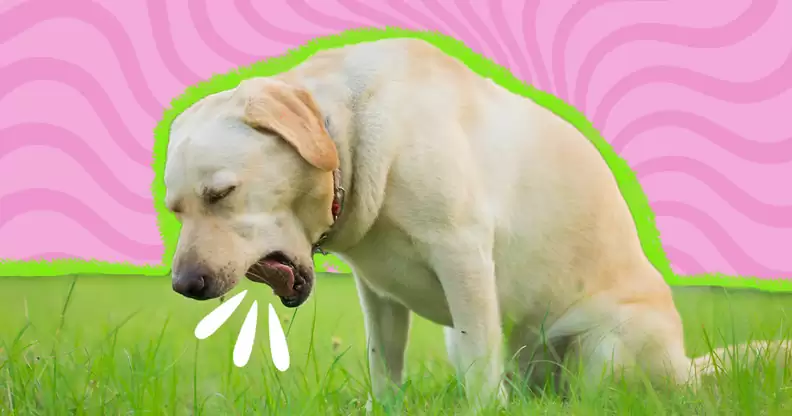 how to clean up dog puke