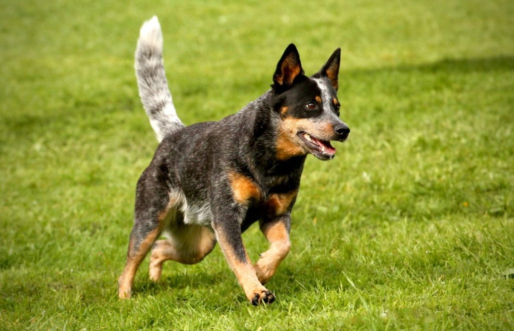 How to Train a Cattle Dog