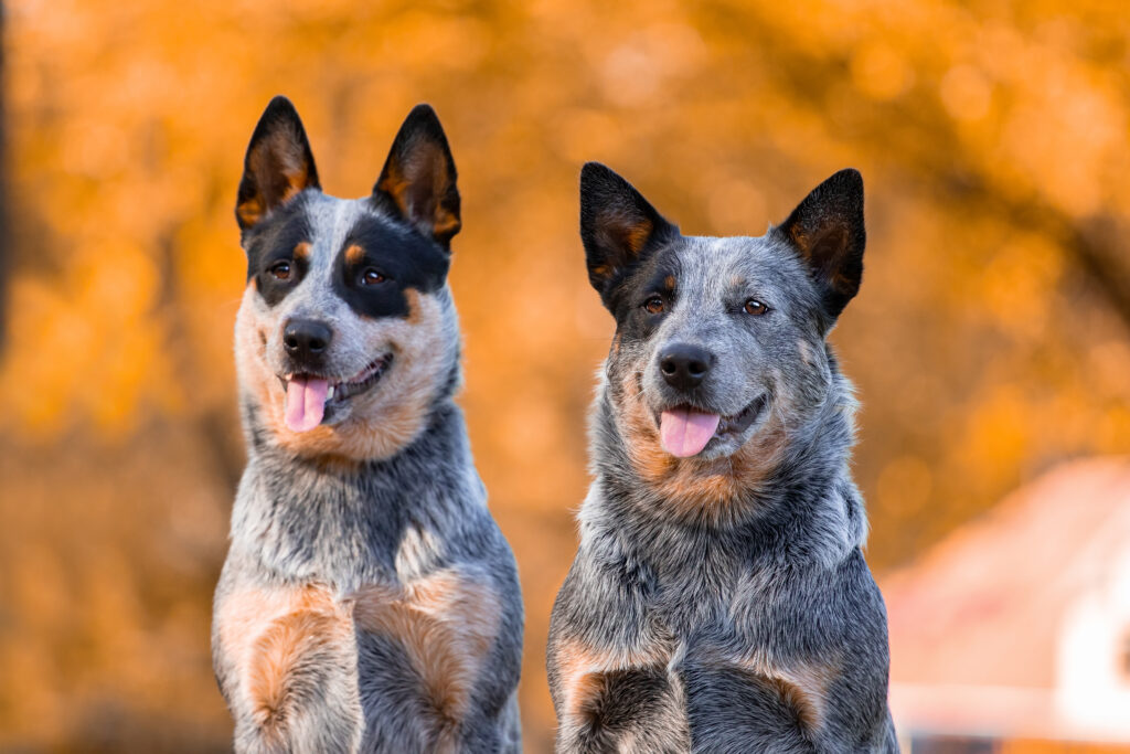 Training A Blue Heeler