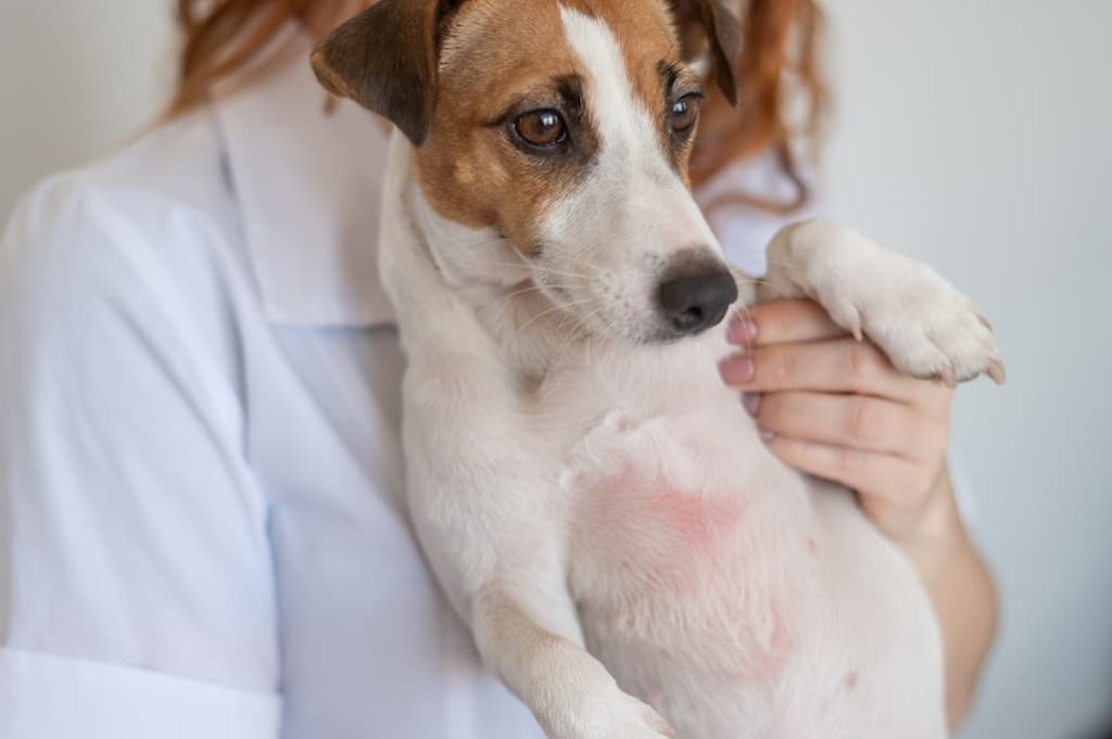 Do Dogs Get Heat Rash