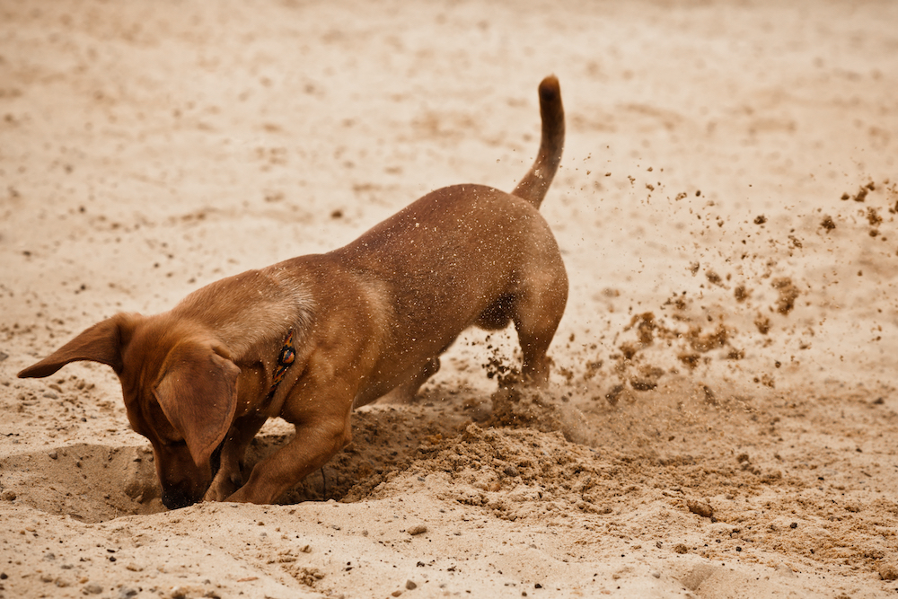 Anti Digging for Dogs
