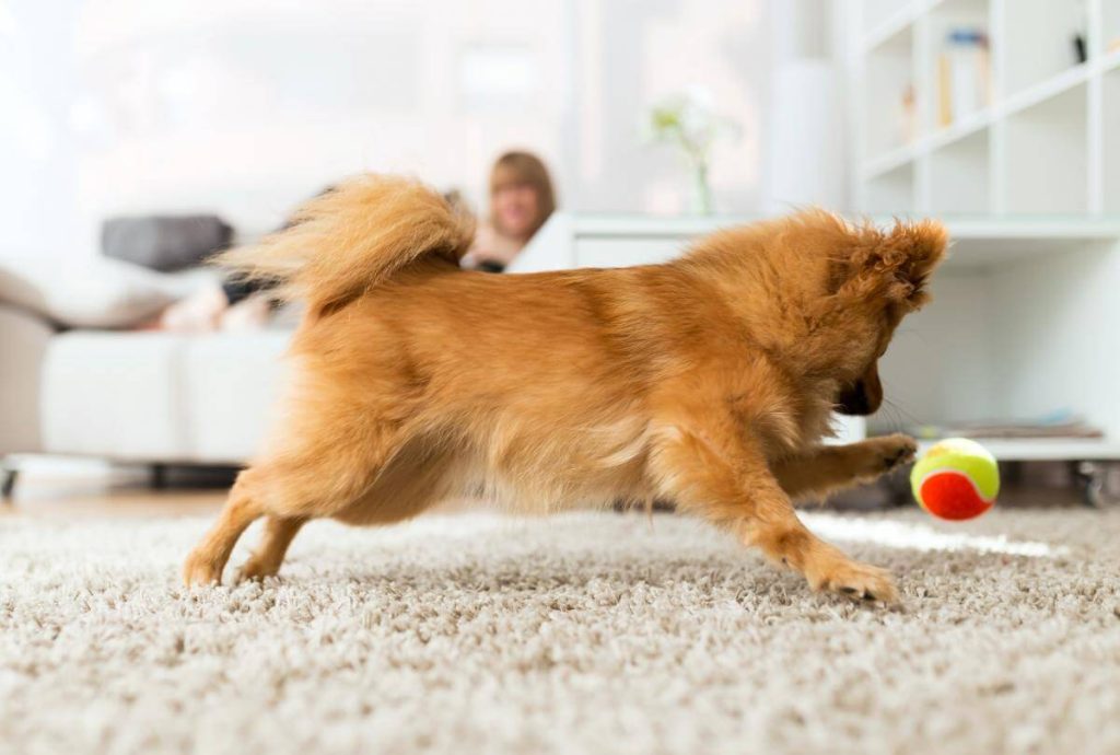 How to Entertain a Dog Home Alone