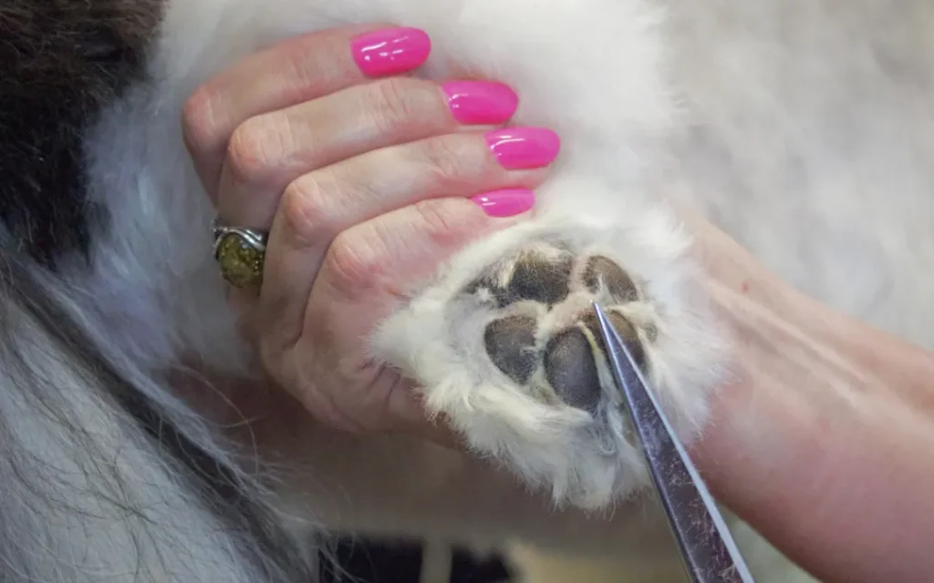 How to Trim a Dog Paws