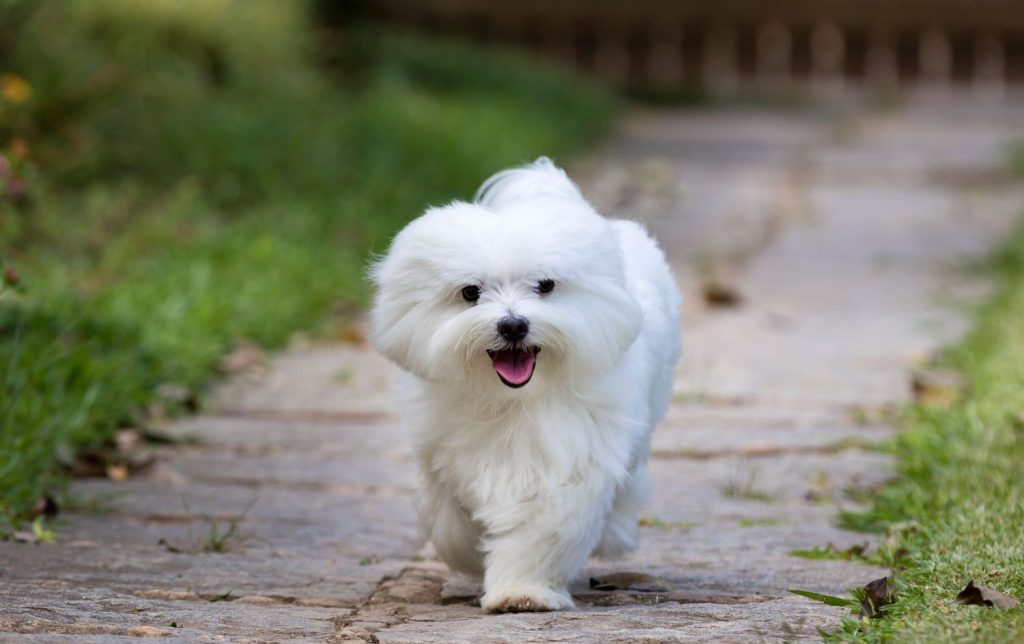 Are All Maltese White