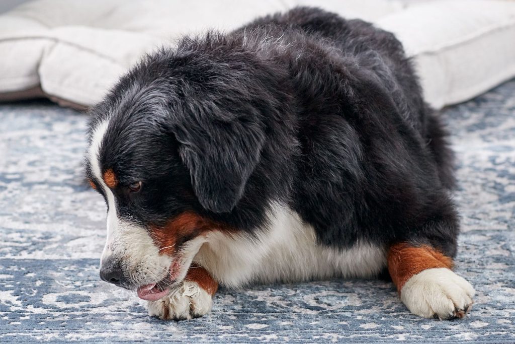 Why Does My Dog Lick His Paws at Night