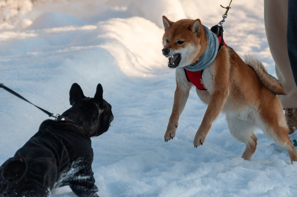 Are Shiba Inus Aggressive