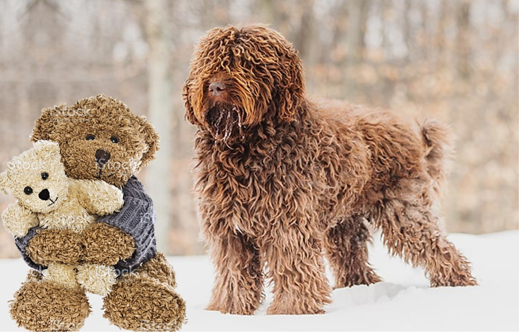 Big Teddy Bear Dogs