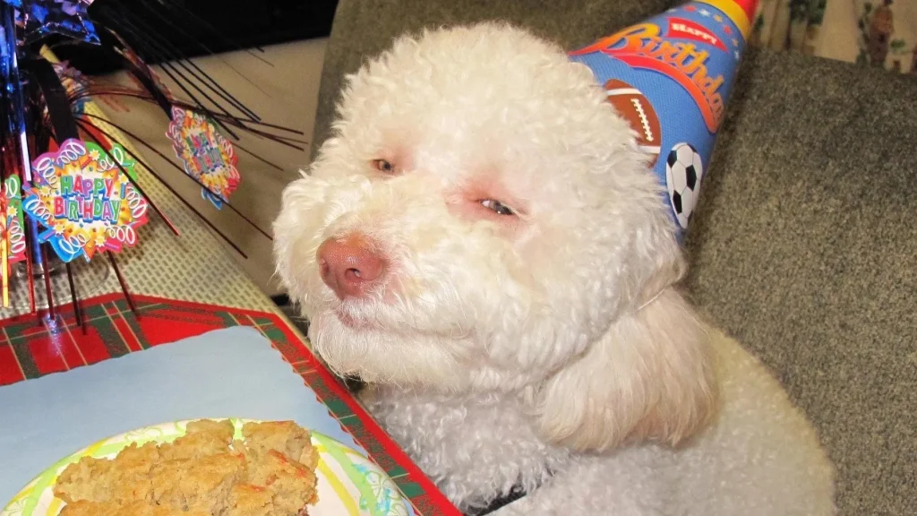 My Dog Is High What Do I Do