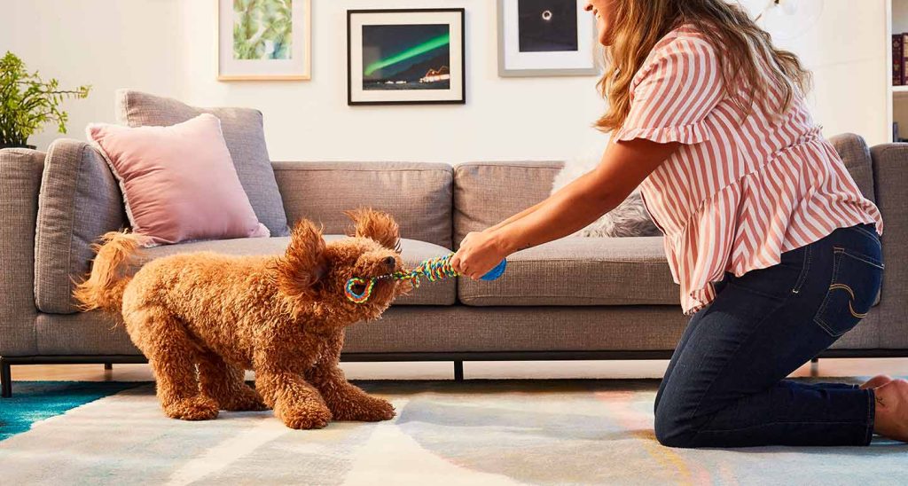 Fun Games to Play in the House with Your Dog