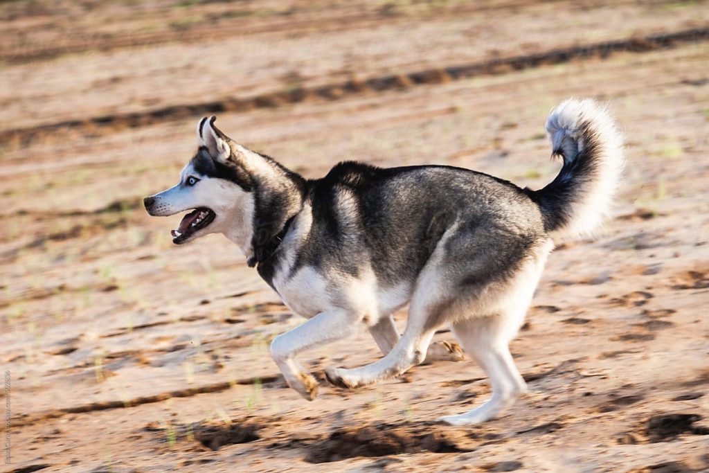 Why Do Huskies Run Away