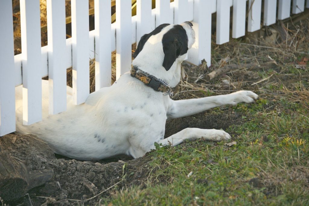 My Dog Keeps Escaping the Yard