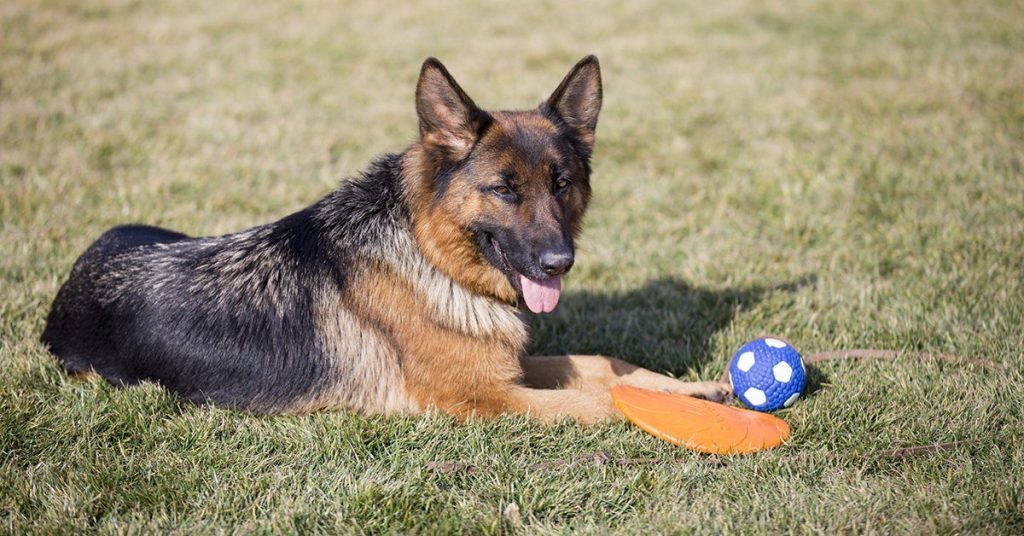 Best Dog Toys for German Shepherds