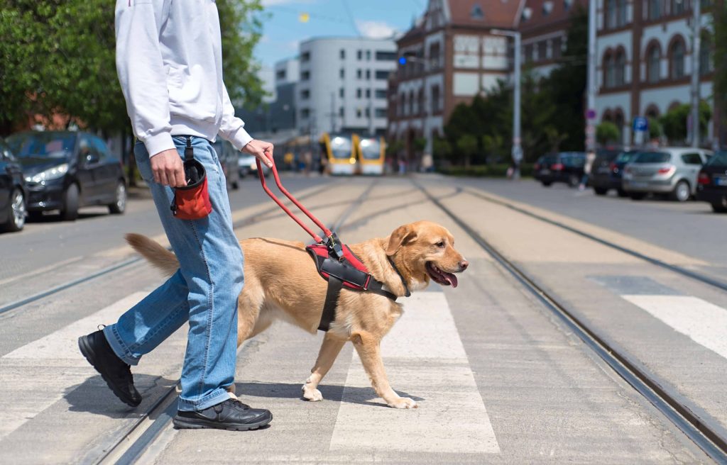 Can You Train A Service Dog Yourself
