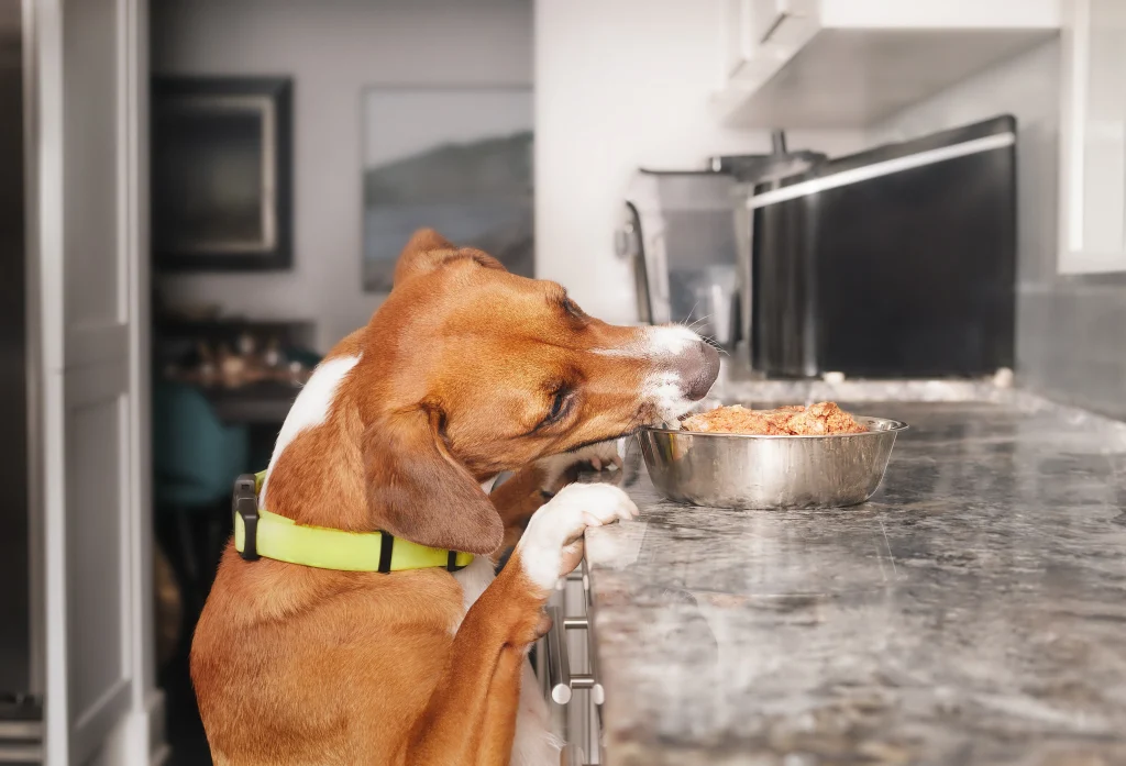 How To Keep Dog Off Counter