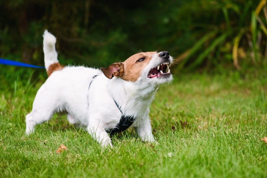 Why Is My Puppy So Aggressive When Playing