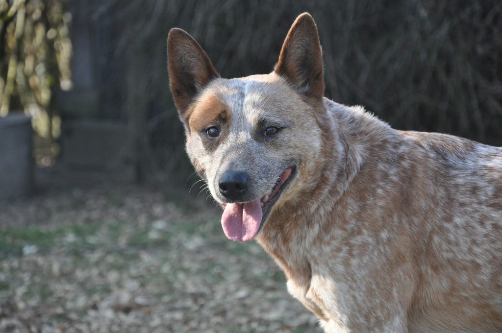 Herding Dog Behavior Problems