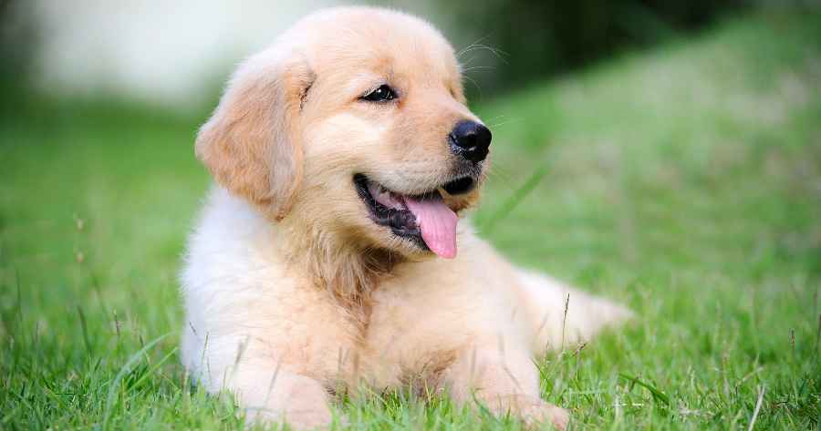 dogs that don't bite