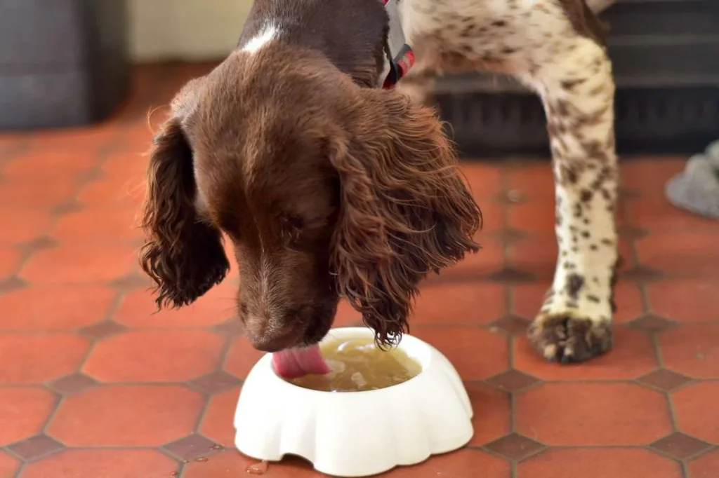 Is Powdered Bone Broth As Good As Liquid