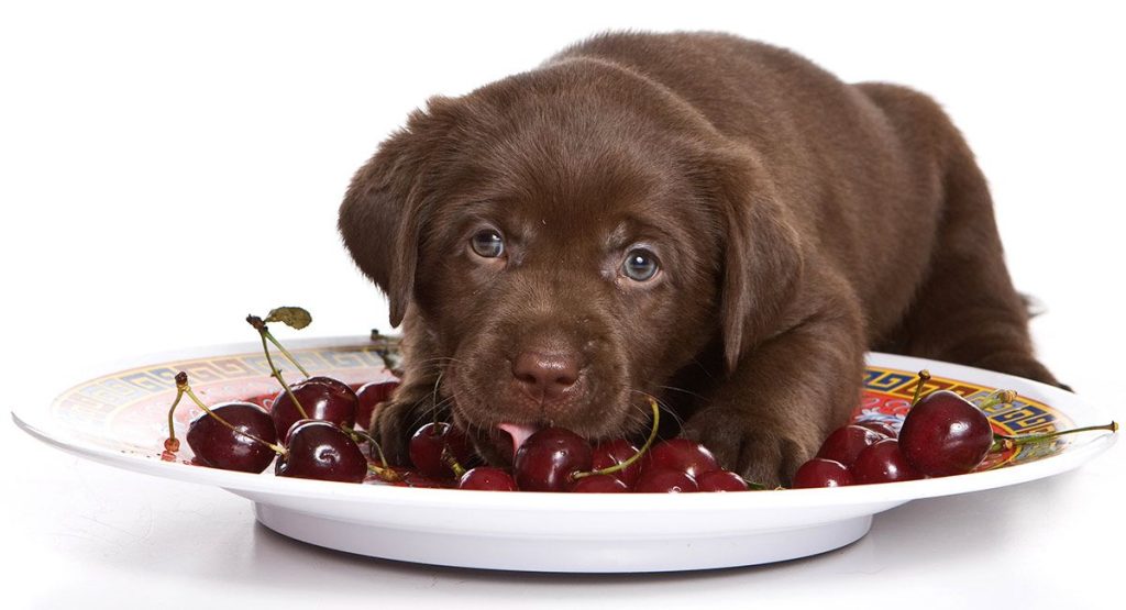 How Many Calories Are In 10 Cherries