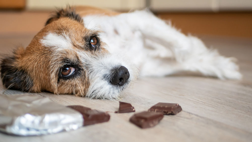 My Dog Ate M&Ms - What To Do Next