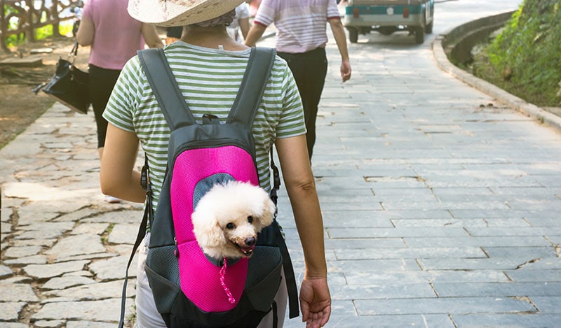 How To Carry A Small Dog