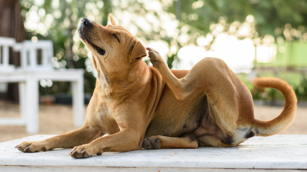 Ear Drops For Dogs Infection