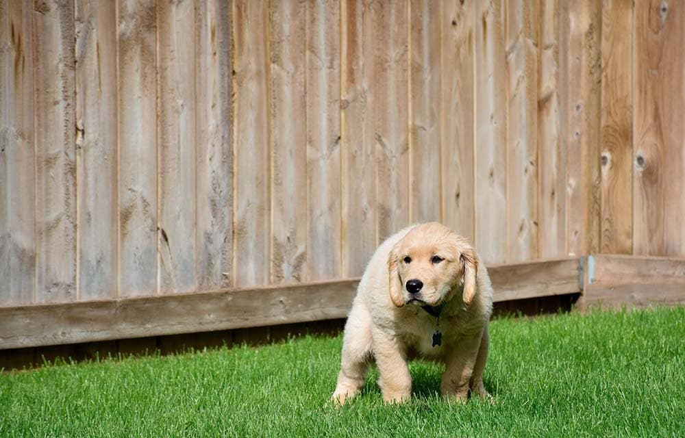 Are Golden Retrievers Easy To Potty Train