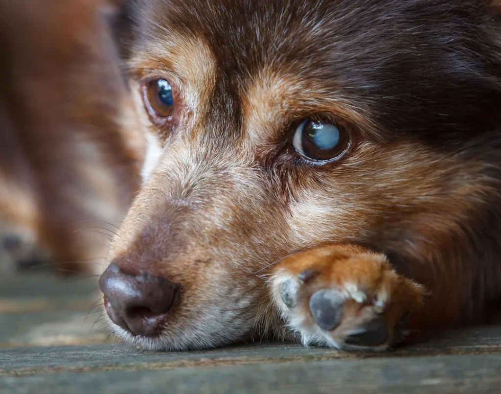 image of My Dog’s Eye Look Cloudy