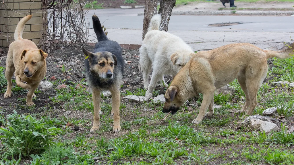 How To Keep Dogs Off Your Property