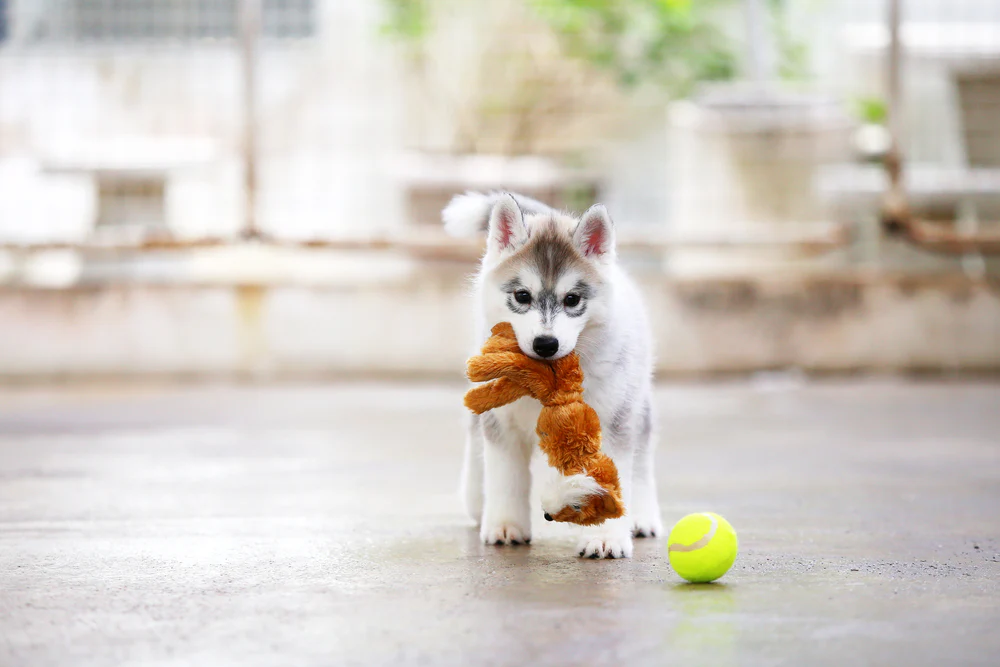 When Do Puppies Start to Calm Down