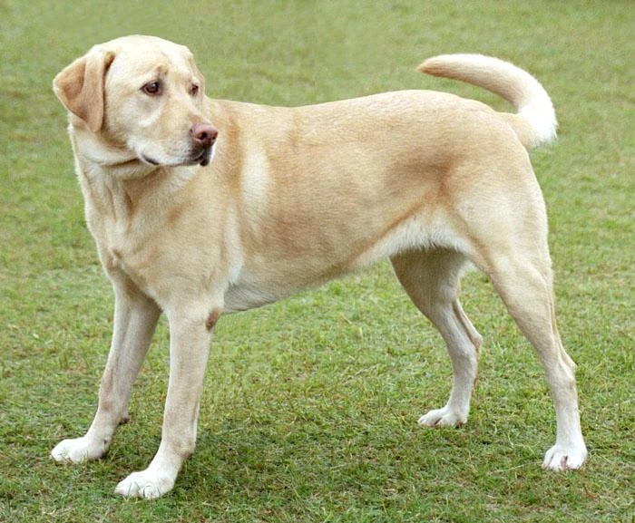 Top 20 Shedding Dogs