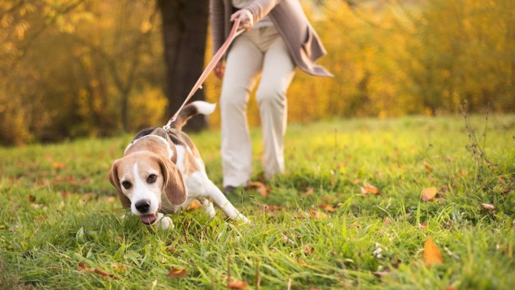 How To Stop Dog Pulling On Lead