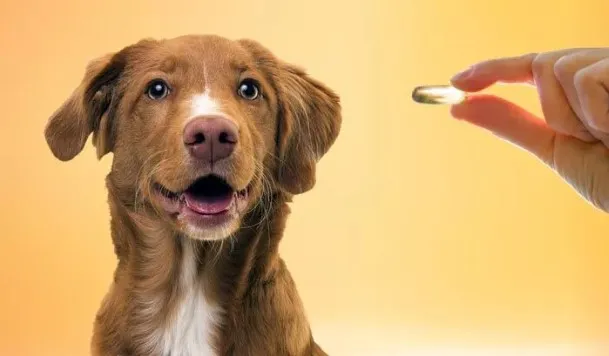 Is Krill Oil Good For Dogs