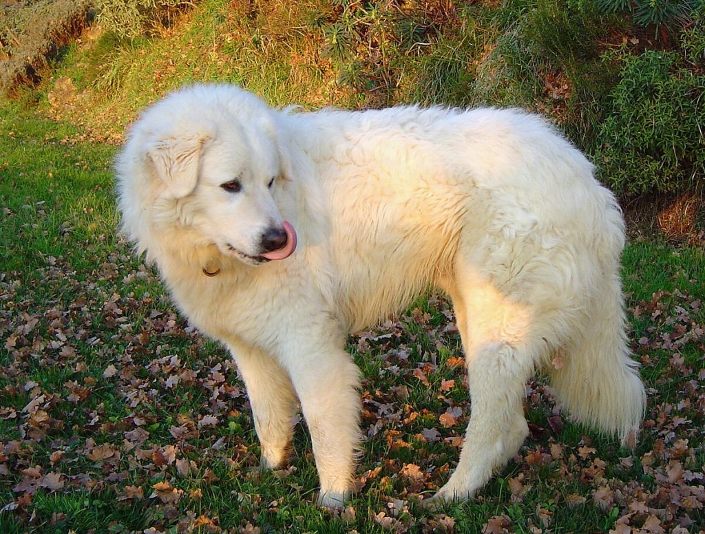 Maremma Sheepdog