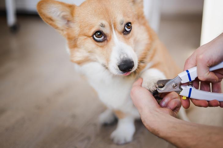 Can You Cut Puppy Nails